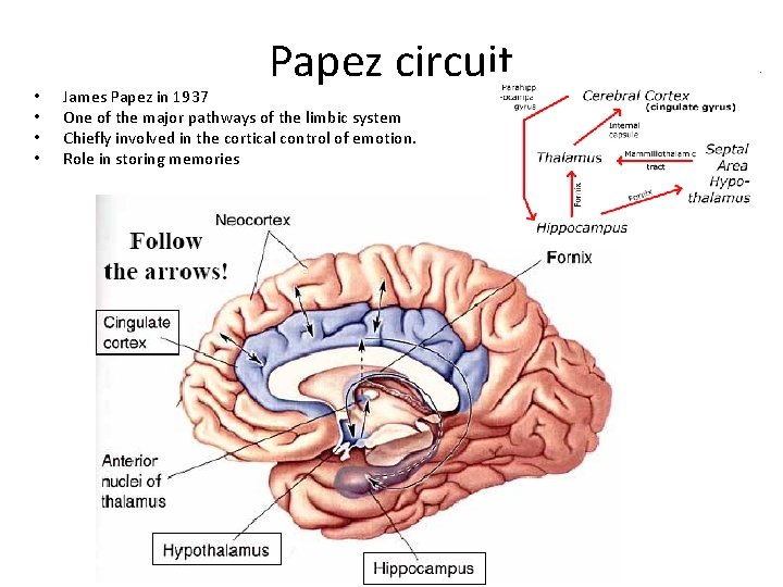  • • Papez circuit James Papez in 1937 One of the major pathways