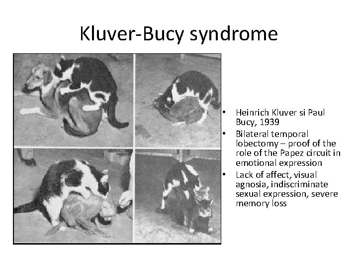 Kluver-Bucy syndrome • Heinrich Kluver si Paul Bucy, 1939 • Bilateral temporal lobectomy –