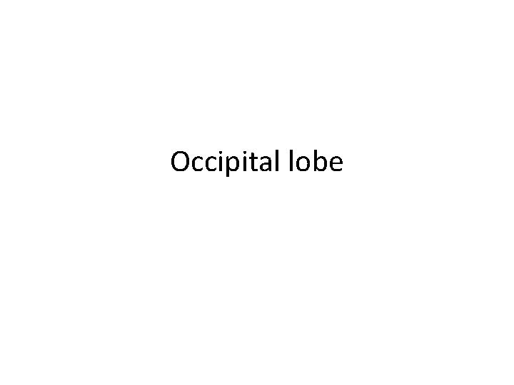 Occipital lobe 
