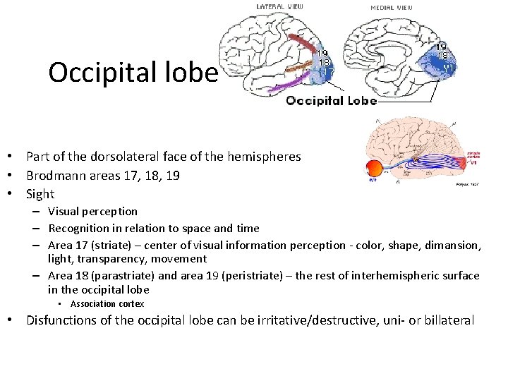 Occipital lobe • Part of the dorsolateral face of the hemispheres • Brodmann areas
