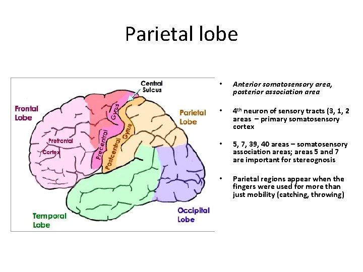 Parietal lobe • Anterior somatosensory area, posterior association area • 4 th neuron of
