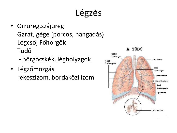 Légzés • Orrüreg, szájüreg Garat, gége (porcos, hangadás) Légcső, Főhörgők Tüdő - hörgőcskék, léghólyagok