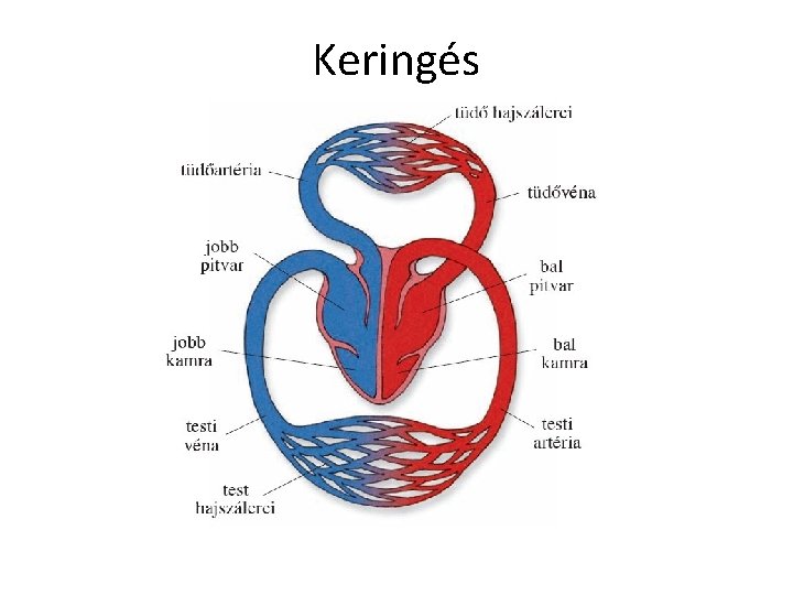 Keringés 