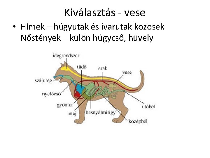 Kiválasztás - vese • Hímek – húgyutak és ivarutak közösek Nőstények – külön húgycső,