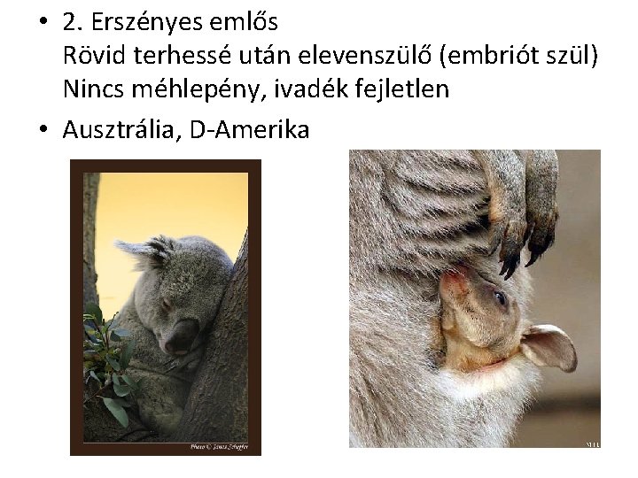  • 2. Erszényes emlős Rövid terhessé után elevenszülő (embriót szül) Nincs méhlepény, ivadék