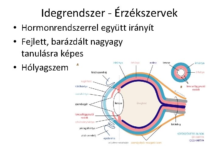 Idegrendszer - Érzékszervek • Hormonrendszerrel együtt irányít • Fejlett, barázdált nagyagy tanulásra képes •