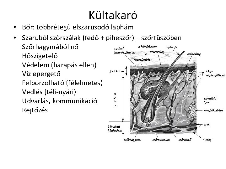 Kültakaró • Bőr: többrétegű elszarusodó laphám • Szaruból szőrszálak (fedő + piheszőr) – szőrtüszőben