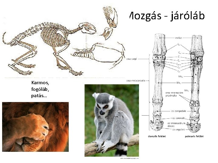 Mozgás - járóláb Karmos, fogóláb, patás… 