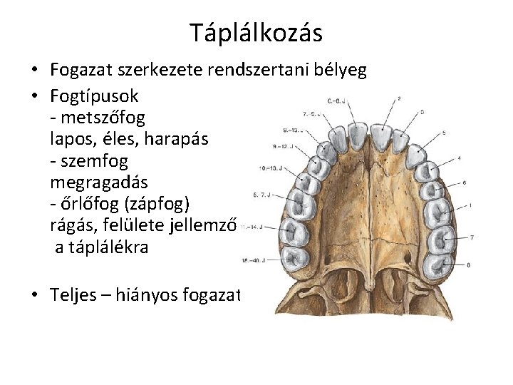 Táplálkozás • Fogazat szerkezete rendszertani bélyeg • Fogtípusok - metszőfog lapos, éles, harapás -