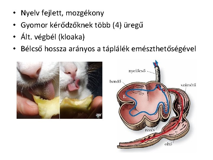  • • Nyelv fejlett, mozgékony Gyomor kérődzőknek több (4) üregű Ált. végbél (kloaka)