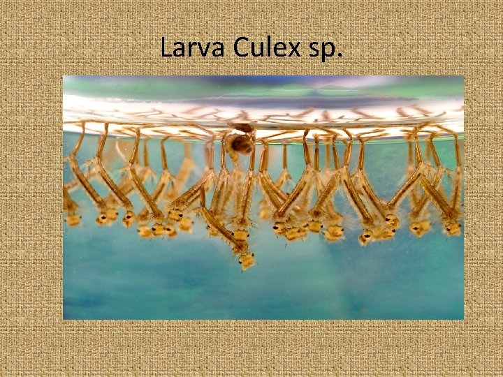 Larva Culex sp. 