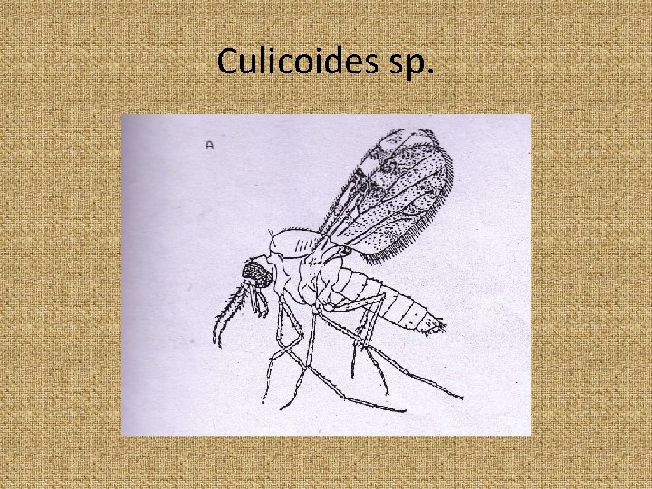 Culicoides sp. 