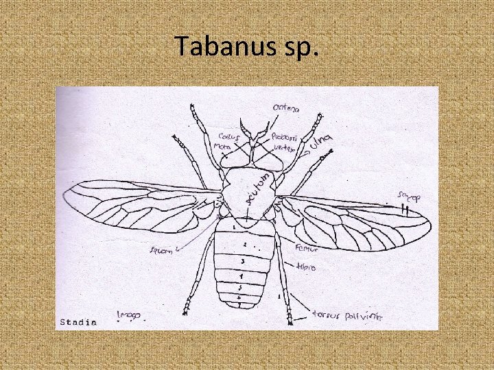 Tabanus sp. 