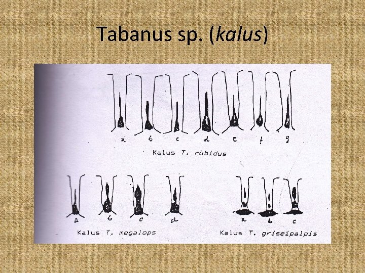 Tabanus sp. (kalus) 