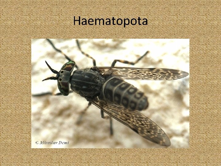 Haematopota 