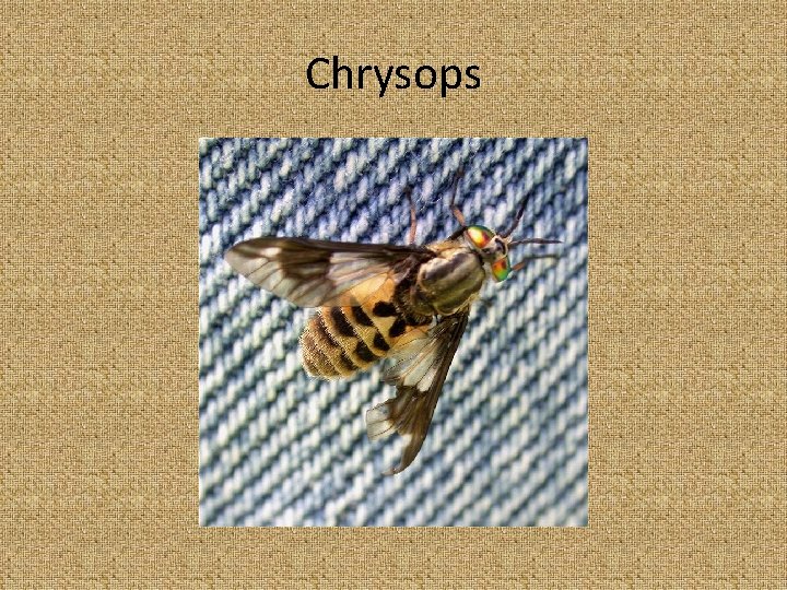 Chrysops 