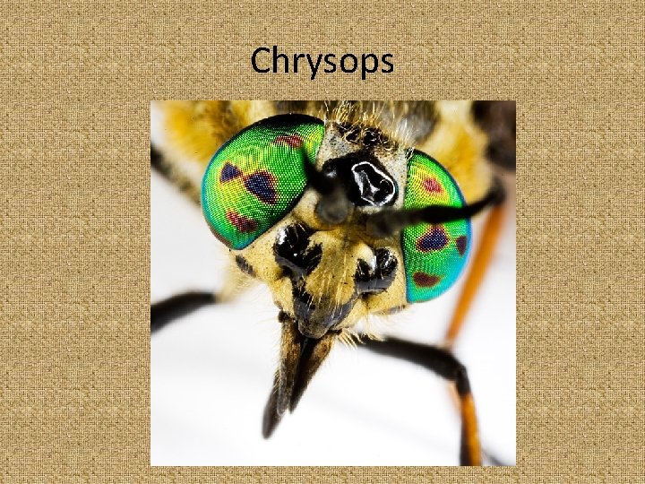 Chrysops 