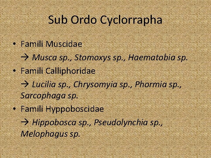 Sub Ordo Cyclorrapha • Famili Muscidae Musca sp. , Stomoxys sp. , Haematobia sp.