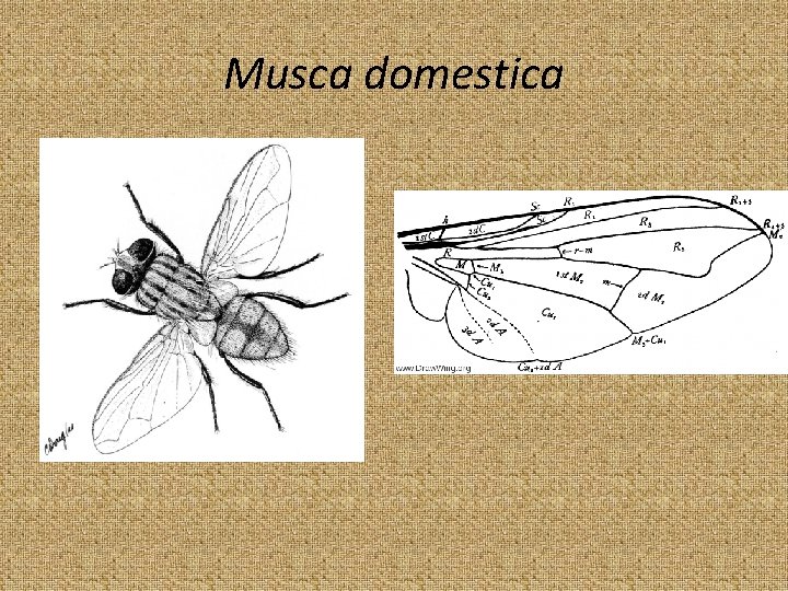 Musca domestica 