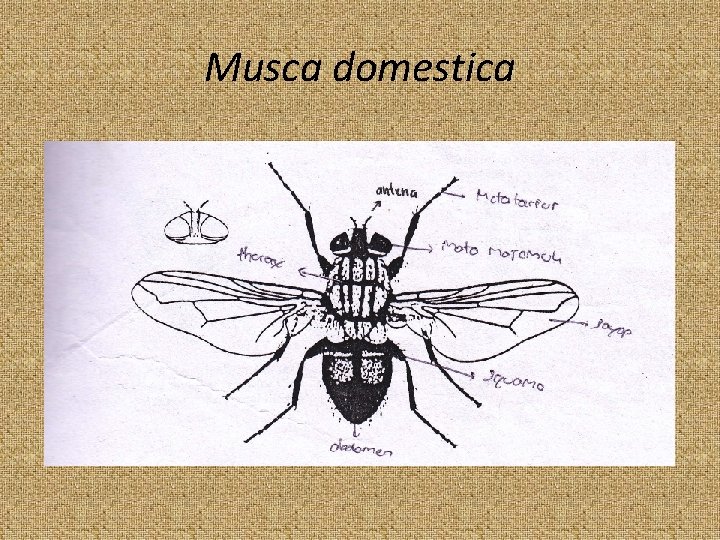 Musca domestica 