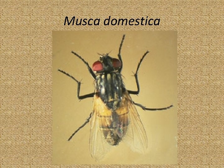 Musca domestica 