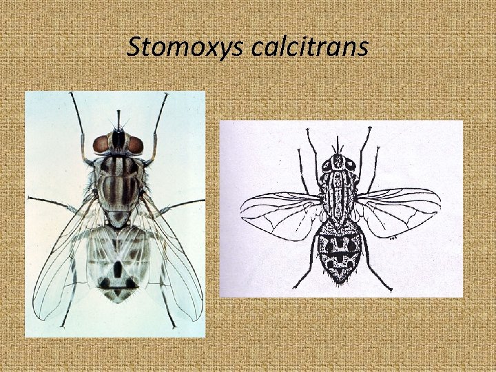 Stomoxys calcitrans 