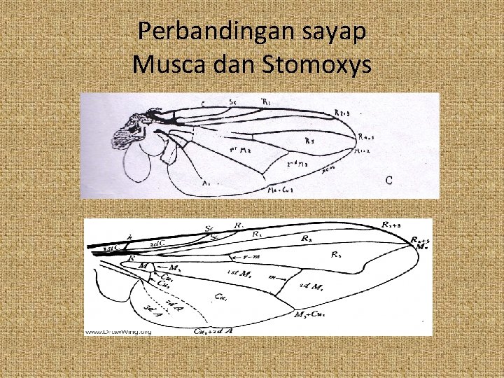 Perbandingan sayap Musca dan Stomoxys 