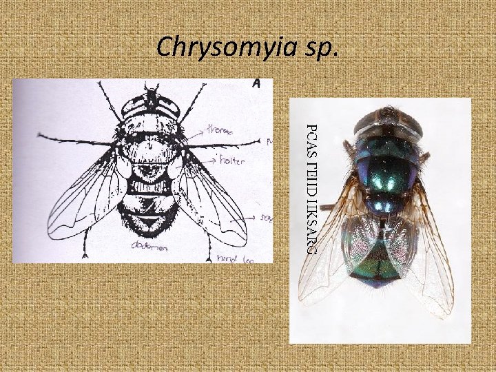 Chrysomyia sp. 