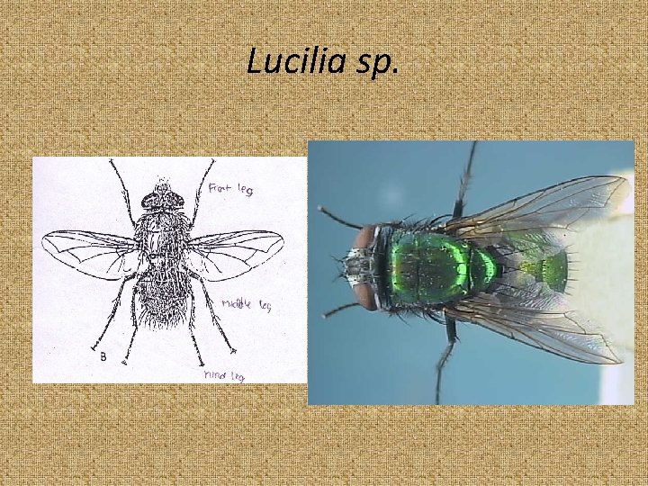 Lucilia sp. 