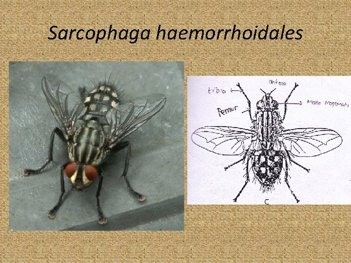 Sarcophaga haemorrhoidales 