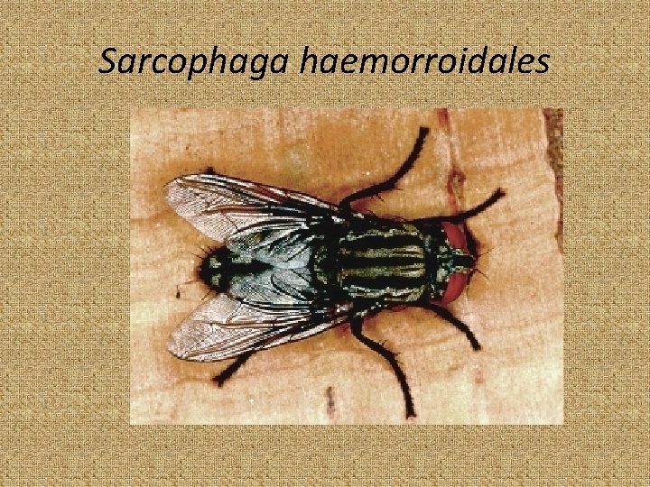 Sarcophaga haemorroidales 