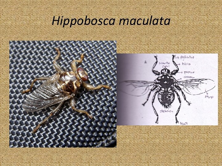 Hippobosca maculata 