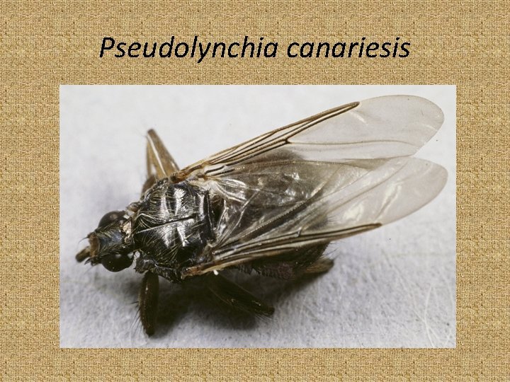 Pseudolynchia canariesis 