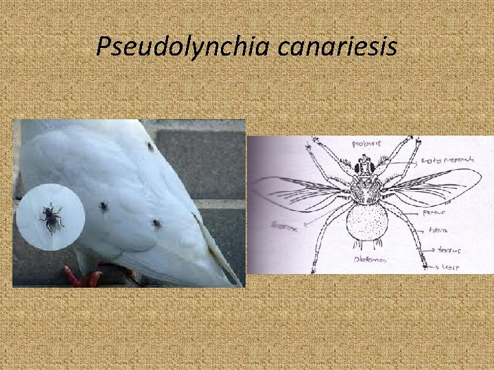 Pseudolynchia canariesis 