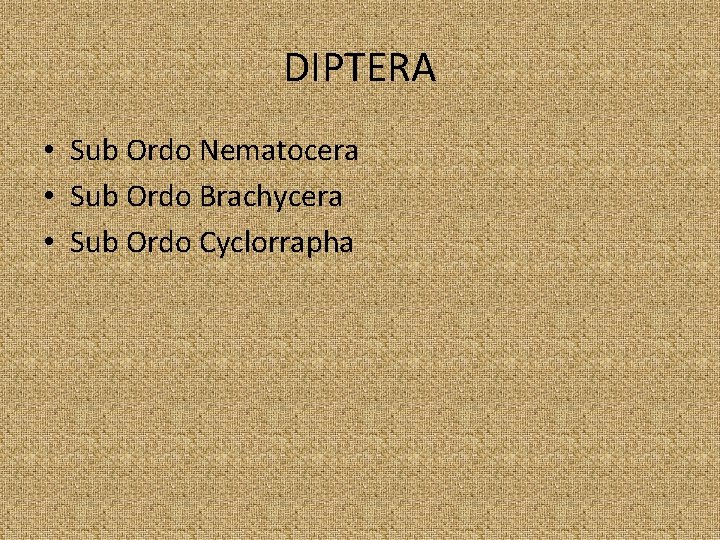 DIPTERA • Sub Ordo Nematocera • Sub Ordo Brachycera • Sub Ordo Cyclorrapha 