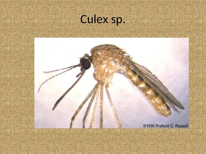 Culex sp. 