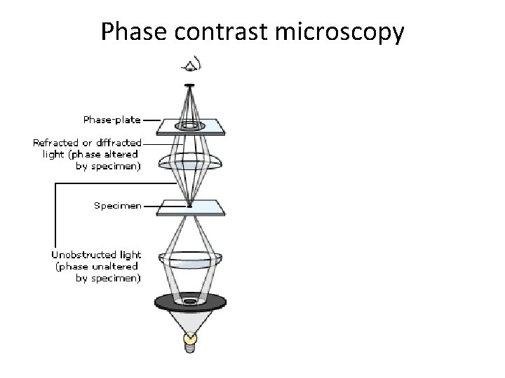 Phase contrast microscopy 