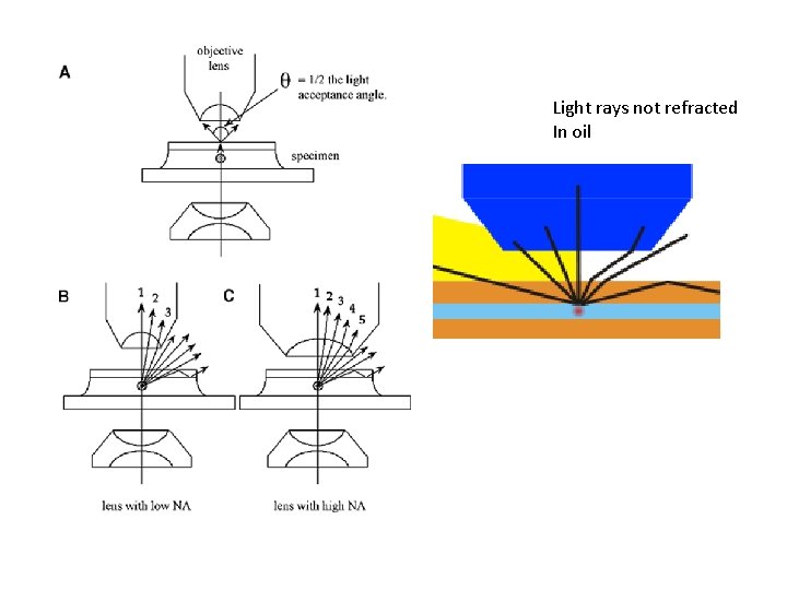 Light rays not refracted In oil 