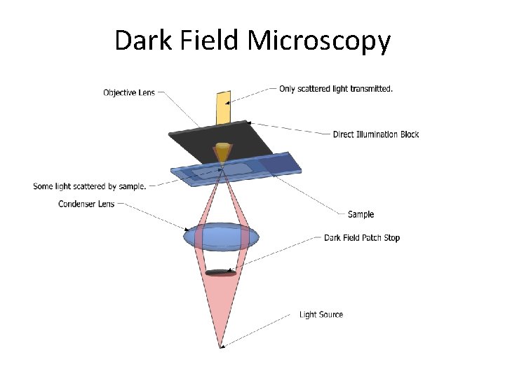 Dark Field Microscopy 