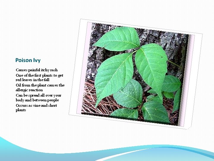 Poison Ivy Causes painful itchy rash One of the first plants to get red