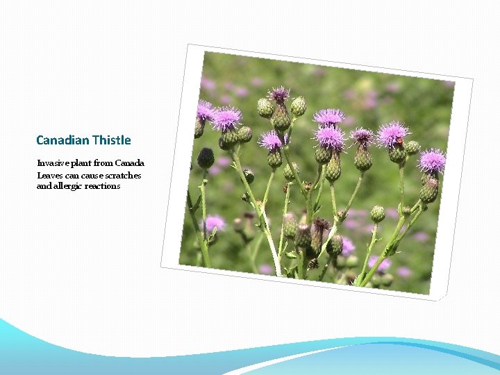 Canadian Thistle Invasive plant from Canada Leaves can cause scratches and allergic reactions 