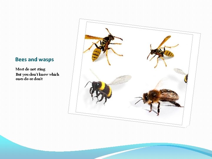 Bees and wasps Most do not sting But you don’t know which ones do