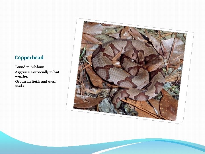 Copperhead Found in Ashburn Aggressive especially in hot weather Occurs in fields and even