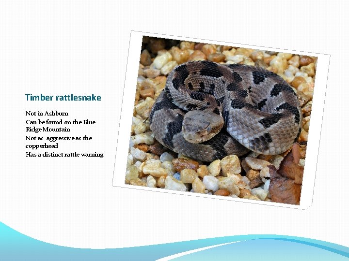 Timber rattlesnake Not in Ashburn Can be found on the Blue Ridge Mountain Not