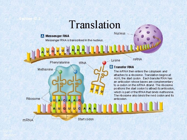 Section 12 -3 Translation Nucleus Messenger RNA is transcribed in the nucleus. Phenylalanine t.