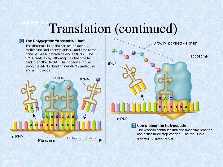 Section 12 -3 Translation (continued) The Polypeptide “Assembly Line” The ribosome joins the two