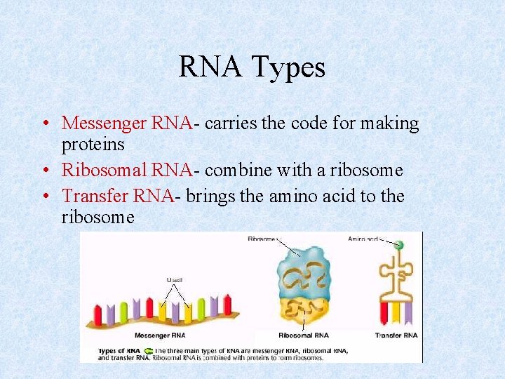 RNA Types • Messenger RNA- carries the code for making proteins • Ribosomal RNA-