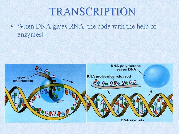 TRANSCRIPTION • When DNA gives RNA the code with the help of enzymes!! 