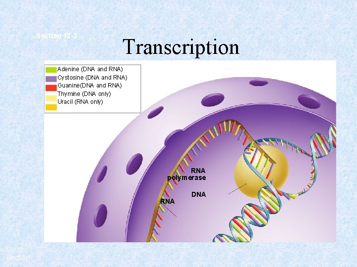 Section 12 -3 Transcription Adenine (DNA and RNA) Cystosine (DNA and RNA) Guanine(DNA and