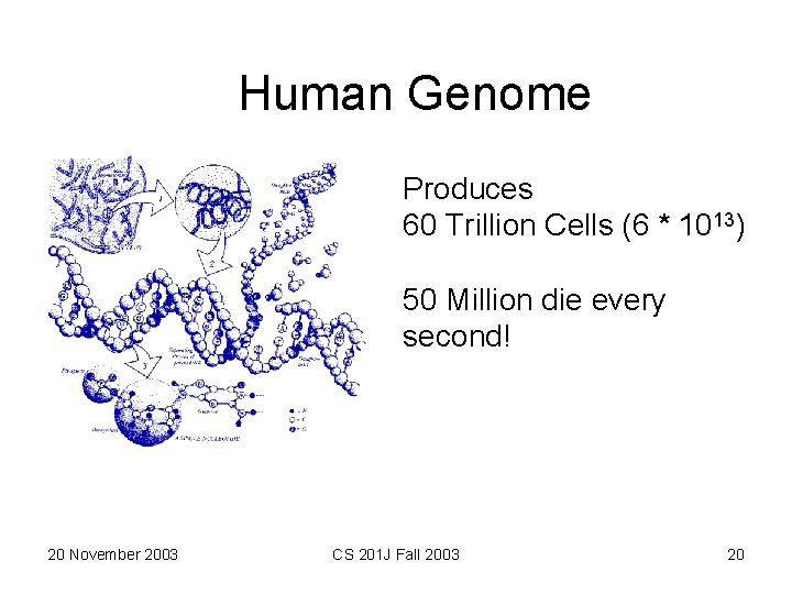 Human Genome Produces 60 Trillion Cells (6 * 1013) 50 Million die every second!
